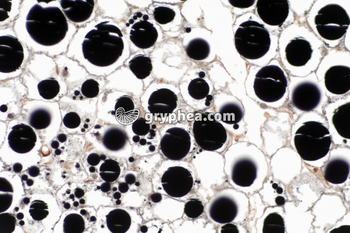 Tissu adipeux non dégraissé x100 - gryphea.com